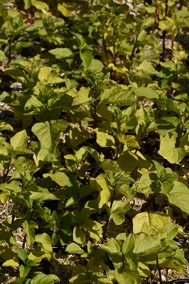 Plante-Vivace-Physalis-franchetii