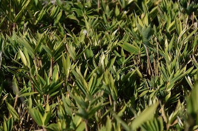 Graminée-Pleioblastus-pygmaeus-var.-distichus