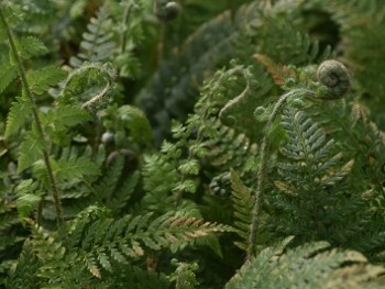 Fougère-Polystichum-setiflerum-'Proliflerum'