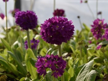 Plante-Vivace-Primula-denticulata-'Rubin'