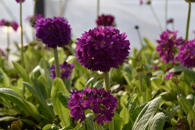Plante-Vivace-Primula-denticulata-'Rubin'