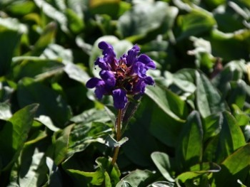 Plante-Vivace-Prunnela-grandiflora