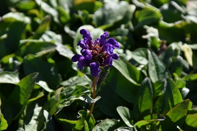 Plante-Vivace-Prunnela-grandiflora