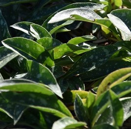 Plante-Vivace-Pulmonaria-longifolia