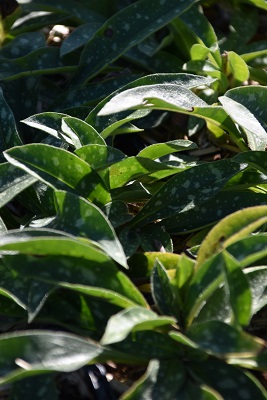 Plante-Vivace-Pulmonaria-longifolia