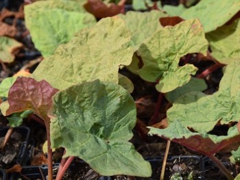 Plante-Vivace-Rheum-palmatum-'Tanguticum'