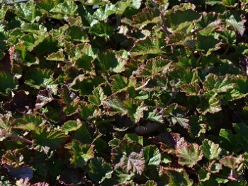 Plante-Vivace-Rubus-'Betty-Ashburner'