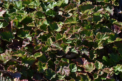 Plante-Vivace-Rubus-'Betty-Ashburner'