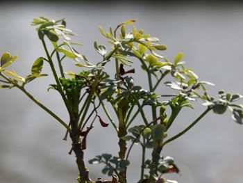 Plante-Vivace-Ruta-graveolens