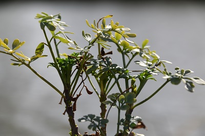 Plante-Vivace-Ruta-graveolens