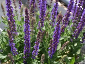 Plante-Vivace-Salvia-nemerosa-'Ostfriesland'