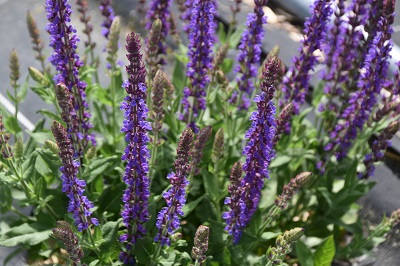 Plante-Vivace-Salvia-nemerosa-'Ostfriesland'