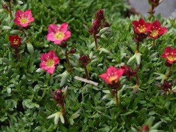 Plante-Vivace-Saxifrage-'Peter-Pan'