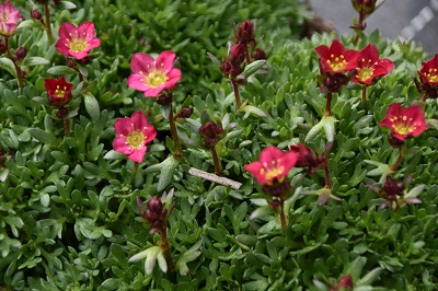 Plante-Vivace-Saxifrage-'Peter-Pan'