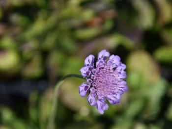 Plante-Vivace-Scabieuse-colombaria