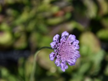 Plante-Vivace-Scabieuse-colombaria