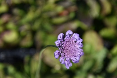 Plante-Vivace-Scabieuse-colombaria