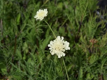 Plante-Vivace-Scabieuse-ochroleuca