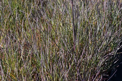 Graminée-Schizachrium-scoparium