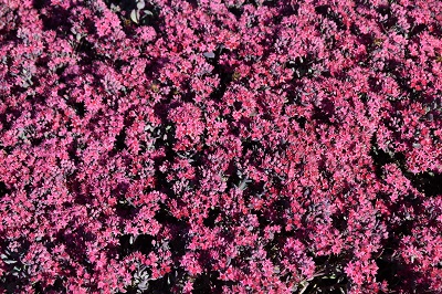 Plante-Vivace-Sedum-cauticola-'Lidakense'