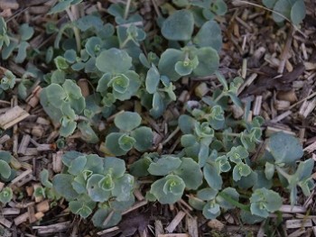 Plante-Vivace-Sedum-sieboldi