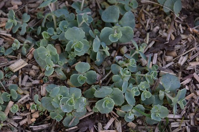 Plante-Vivace-Sedum-sieboldi