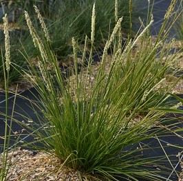 Graminée-Sesleria-autumnalis