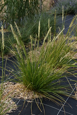 Graminée-Sesleria-autumnalis