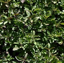 Plante-Vivace-Saponaria-ocymoides