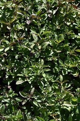 Plante-Vivace-Saponaria-ocymoides
