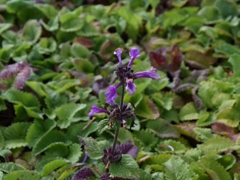 Plante-Vivace-Stachys-grandiflora-'Superba'