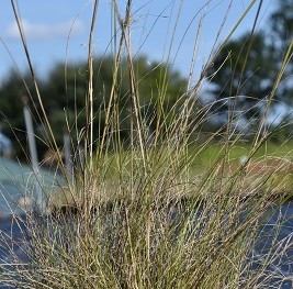 Graminée-Stipa-capillata