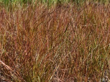 Graminée-Stipa-arundinacea