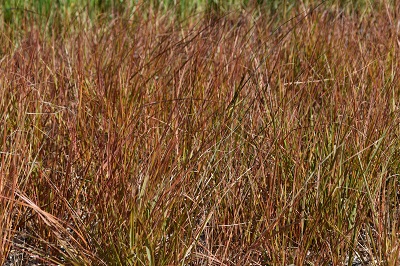 Graminée-Stipa-arundinacea