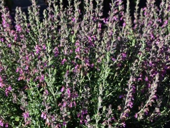 Plante-Vivace-Teucrium-lucidrys