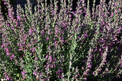 Plante-Vivace-Teucrium-lucidrys