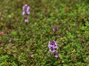 Aromatique-Thymus-serpyllum