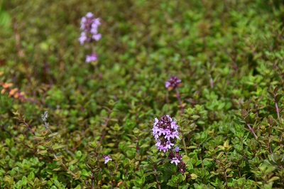 Aromatique-Thymus-serpyllum