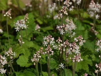 Plante-Vivace-Tiarella-cordifolia