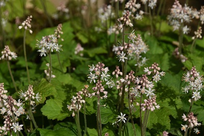 Plante-Vivace-Tiarella-cordifolia