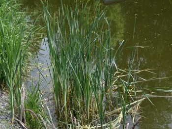 Plante-Vivace-Typha-latifolia