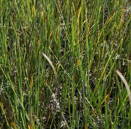 Aquatique-Typha-minima