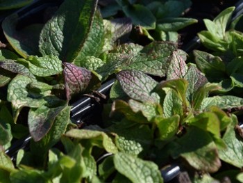 Plante-Vivace-Verbascum-phoeniceum