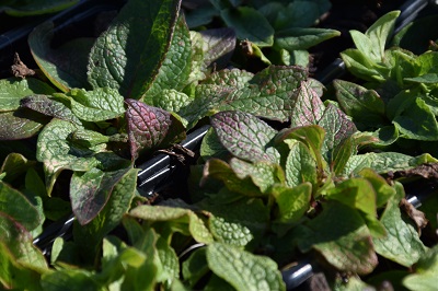 Plante-Vivace-Verbascum-phoeniceum