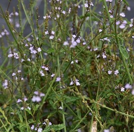 Aromatique-Verbena-officinalis