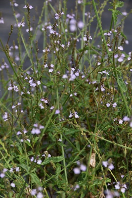 Aromatique-Verbena-officinalis