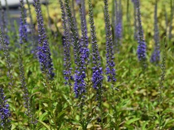 Plante-Vivace-Veronica-longifolia-'Blauriesin'