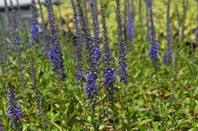 Plante-Vivace-Veronica-longifolia-'Blauriesin'