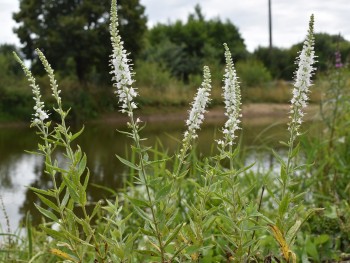 Plante-Vivace-Veronica-spicata-'Alba'