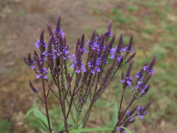 Plante-Vivace-Verbena-hastata